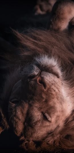 [2436x1125]狮子 森林之王 猛兽 凶猛 苹果手机壁纸图片