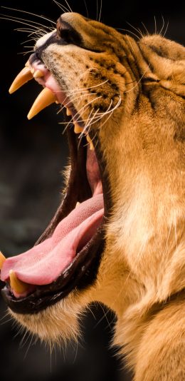 [2436x1125]狮子 森林之王 猛兽 凶猛 咆哮 张嘴 尖牙 苹果手机壁纸图片