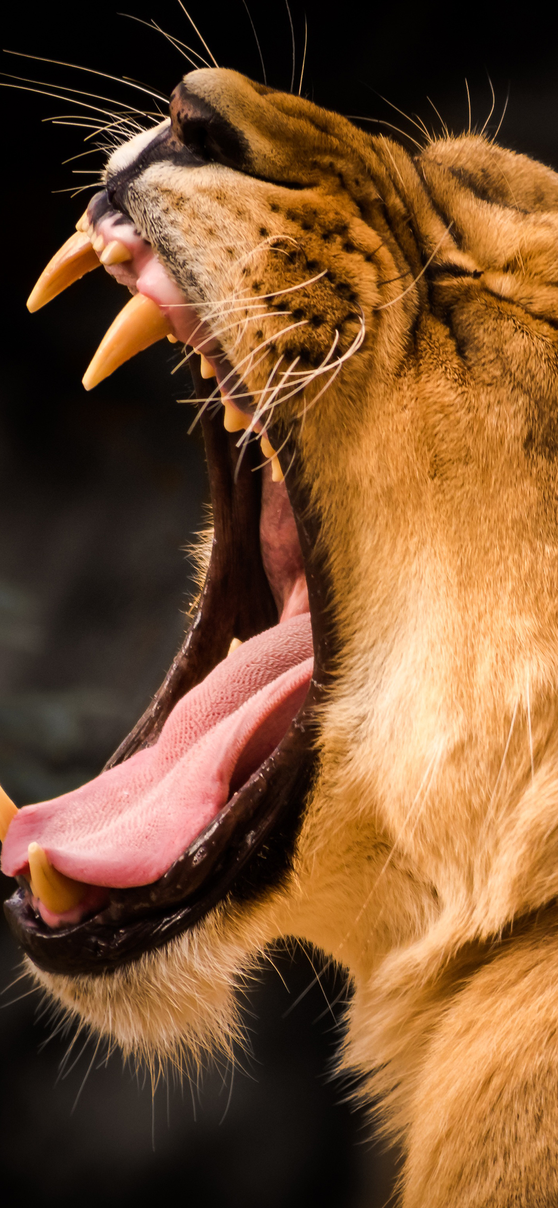 [2436×1125]狮子 森林之王 猛兽 凶猛 咆哮 张嘴 尖牙 苹果手机壁纸图片