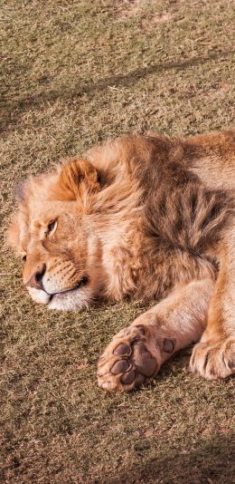 [2436x1125]狮子 森林之王 猛兽 凶猛 睡觉 苹果手机壁纸图片