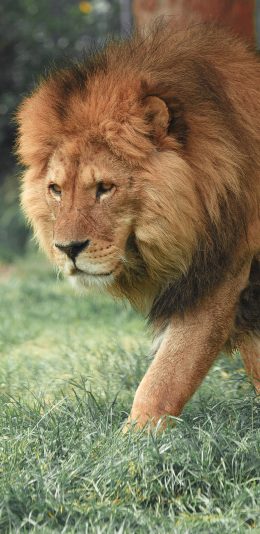 [2436x1125]狮子 森林之王 草地 苹果手机壁纸图片
