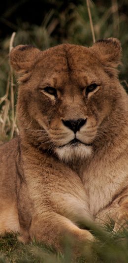 [2436x1125]狮子 母狮 皮毛 野外 苹果手机壁纸图片