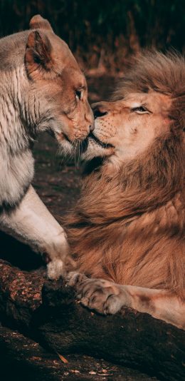 [2436x1125]狮子 母狮子 猛兽 亲昵 苹果手机壁纸图片