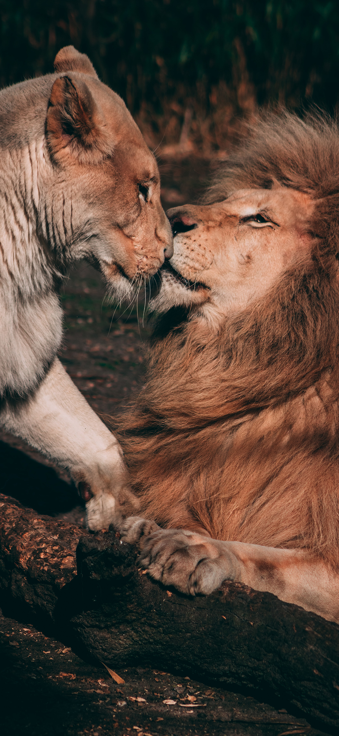 [2436×1125]狮子 母狮子 猛兽 亲昵 苹果手机壁纸图片