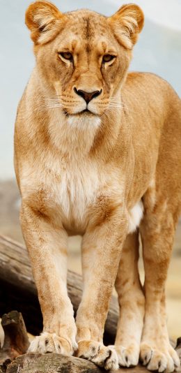 [2436x1125]狮子 母狮子 站立 野外 苹果手机壁纸图片