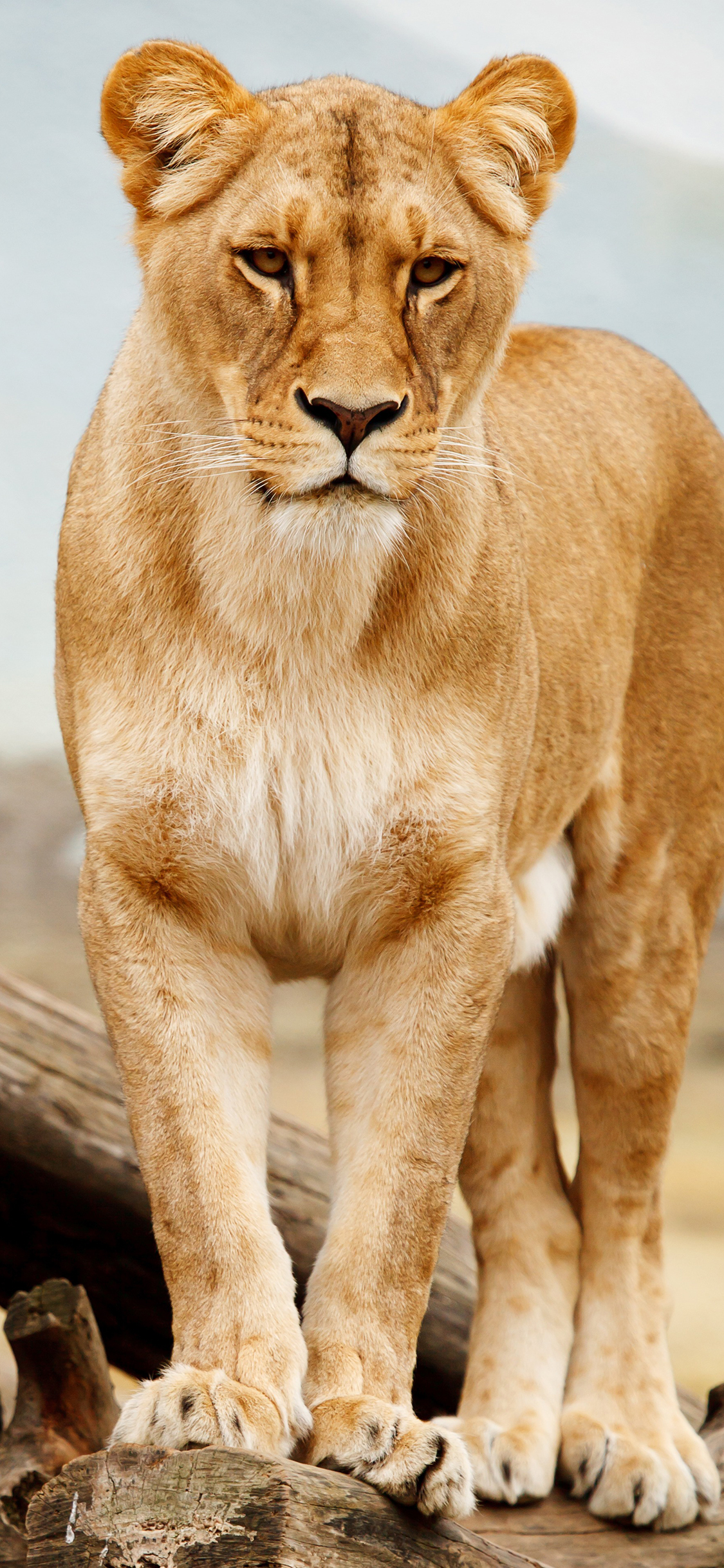 [2436×1125]狮子 母狮子 站立 野外 苹果手机壁纸图片