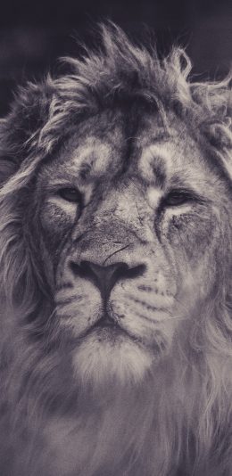 [2436x1125]狮子 灰褐色 凶悍 食肉 动物 苹果手机壁纸图片