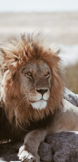 [2436x1125]狮子 猛兽  皮毛 森林之王 苹果手机壁纸图片