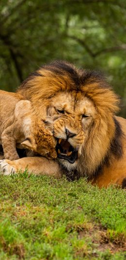 [2436x1125]狮子 猛兽 亲子 幼仔 苹果手机壁纸图片