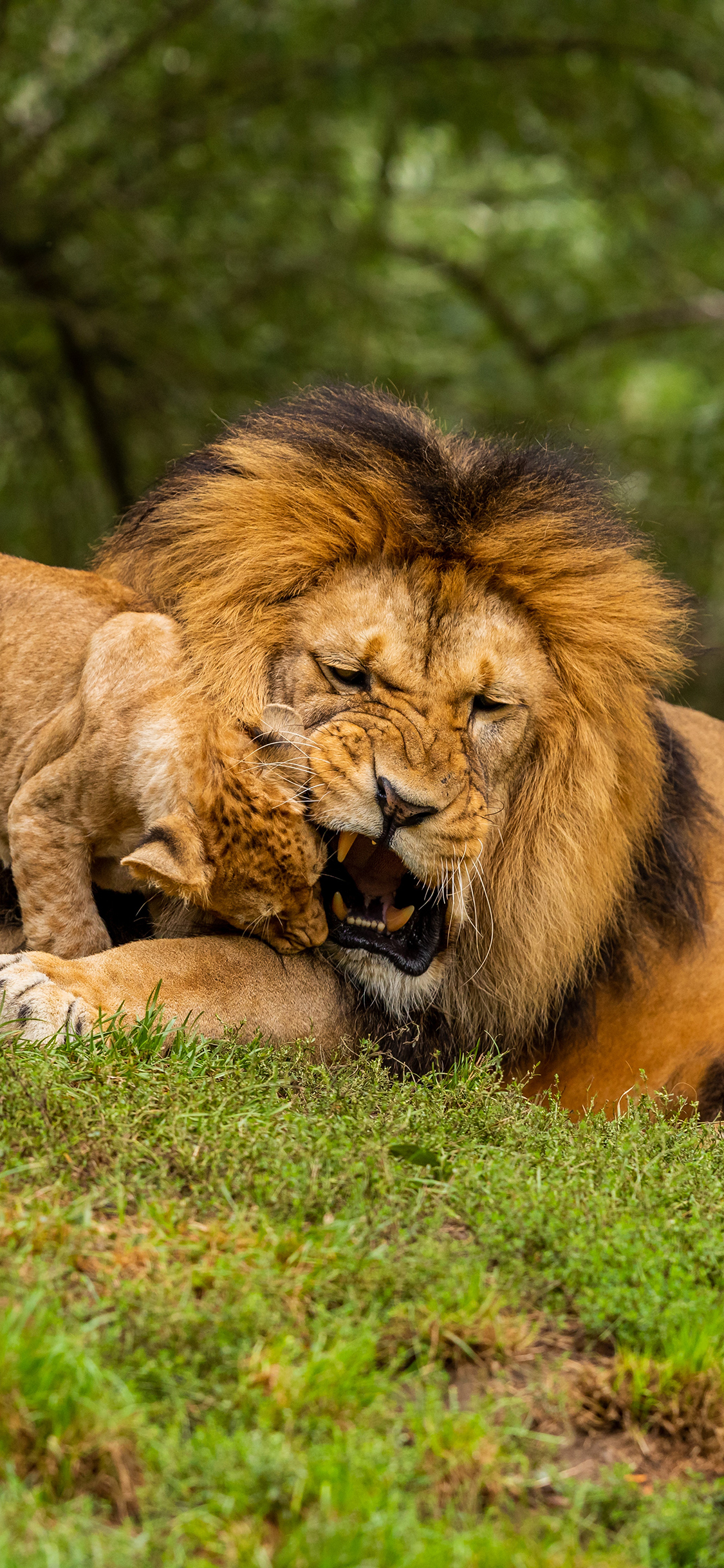 [2436×1125]狮子 猛兽 亲子 幼仔 苹果手机壁纸图片