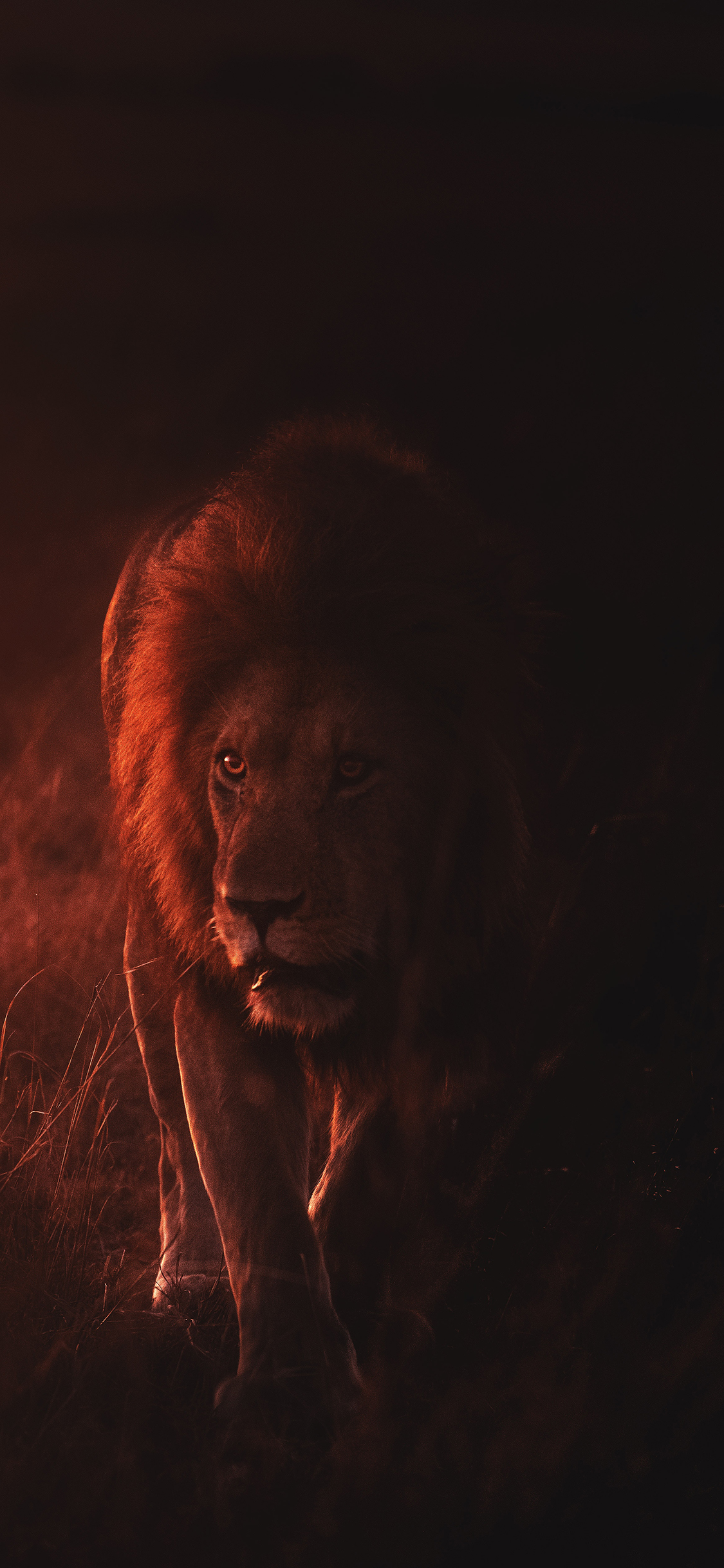 [2436×1125]狮子 猛兽 光影 森林之王 苹果手机壁纸图片