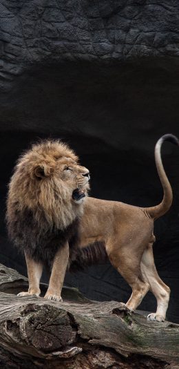 [2436x1125]狮子 猛兽 凶猛 森林之王 苹果手机壁纸图片