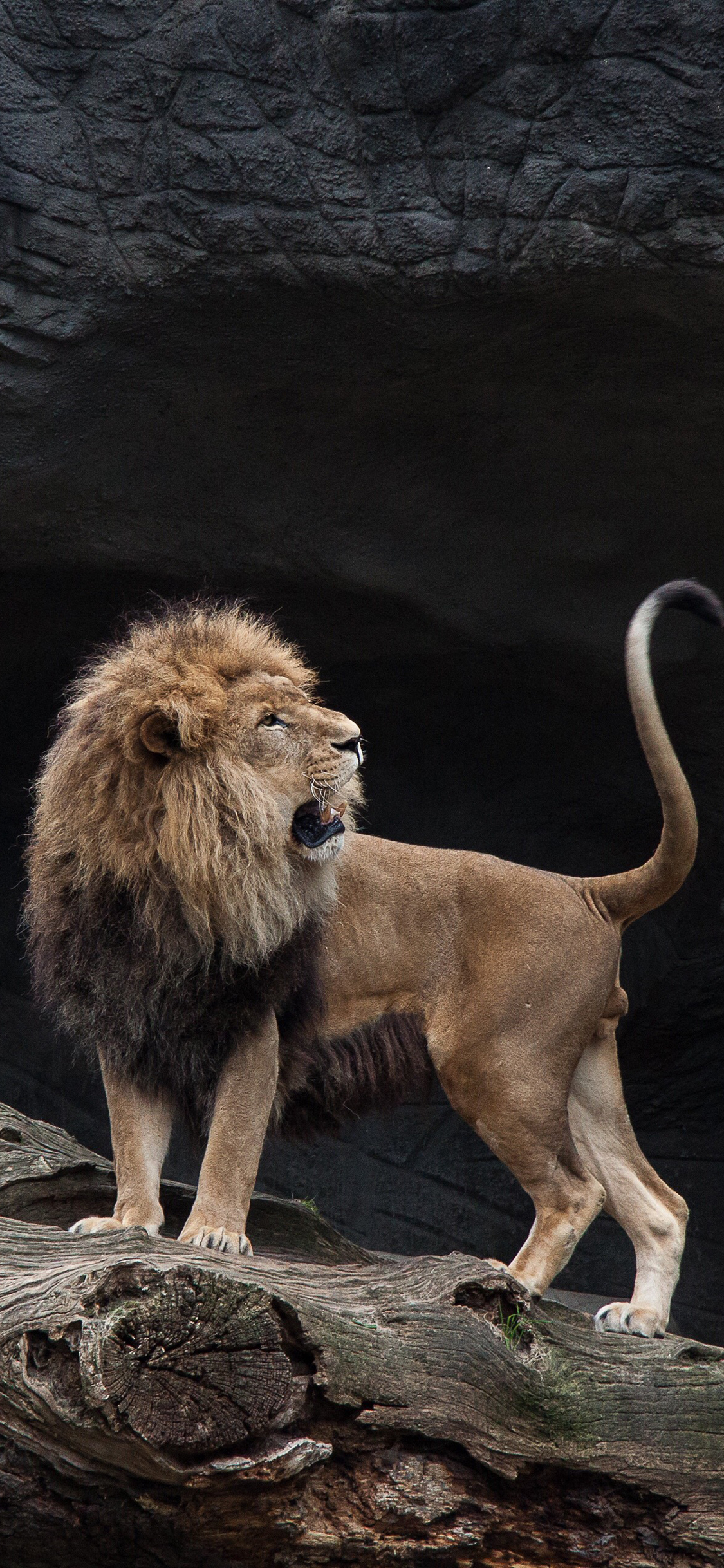 [2436×1125]狮子 猛兽 凶猛 森林之王 苹果手机壁纸图片