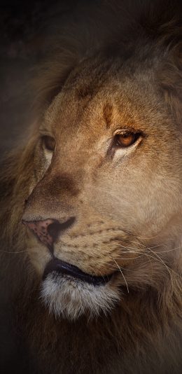 [2436x1125]狮子 猛兽 森林之王 苹果手机壁纸图片