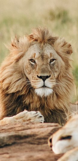 [2436x1125]狮子 猛兽 草原 森林之王 苹果手机壁纸图片