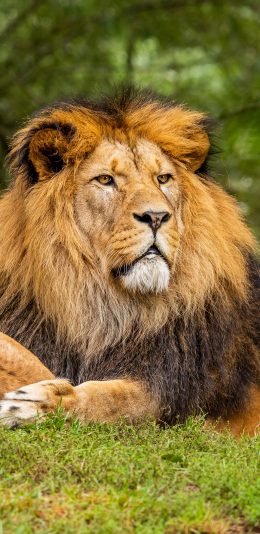 [2436x1125]狮子 草地 野外 猛兽 苹果手机壁纸图片