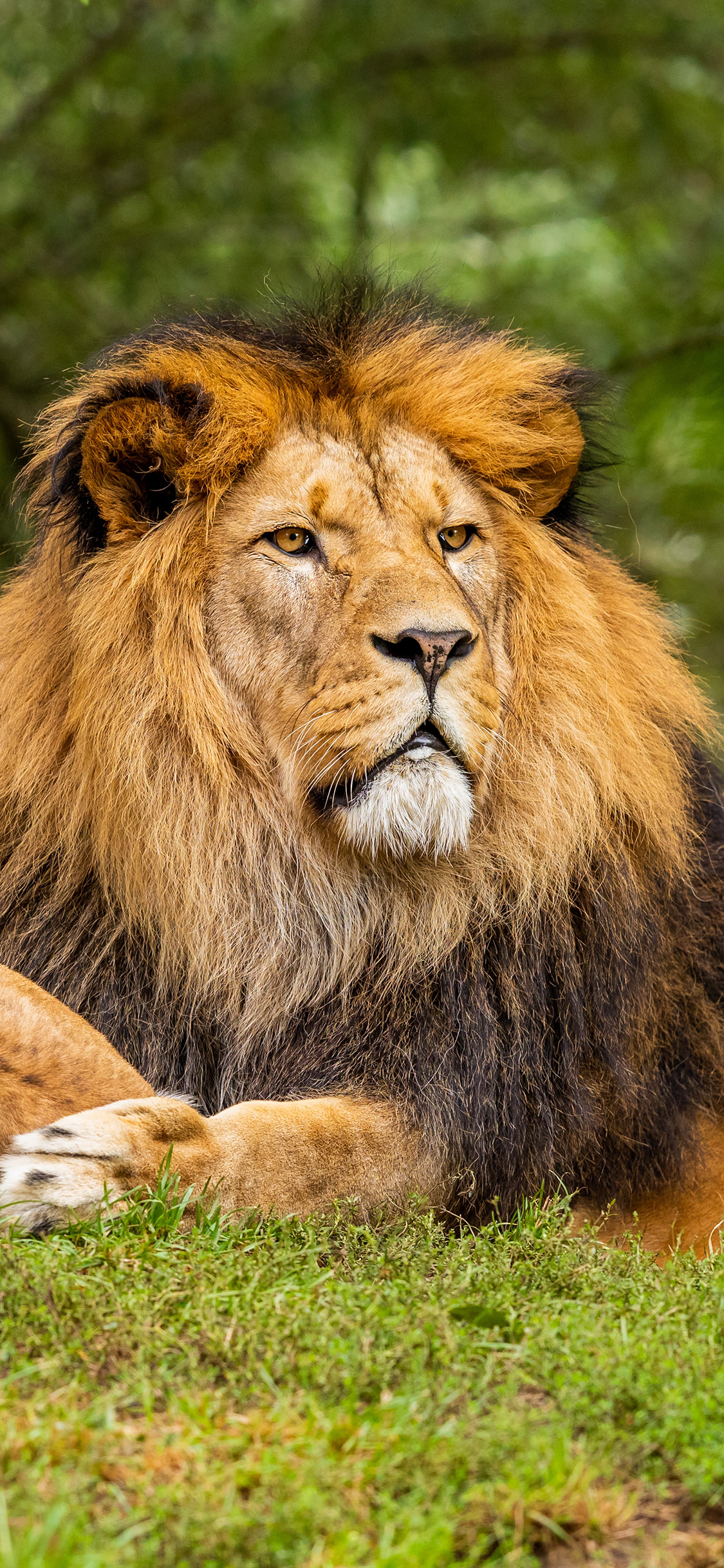 [2436×1125]狮子 草地 野外 猛兽 苹果手机壁纸图片