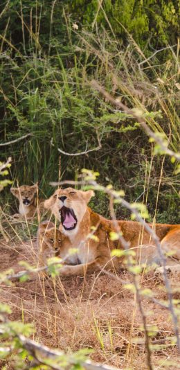 [2436x1125]狮子 荒野 母狮 卧趴 张嘴 苹果手机壁纸图片