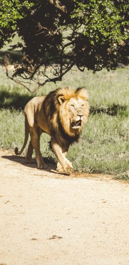 [2436x1125]狮子 道路 野外 树林 苹果手机壁纸图片