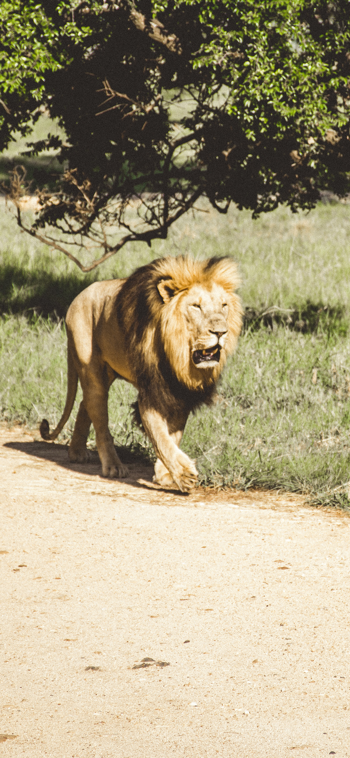 [2436×1125]狮子 道路 野外 树林 苹果手机壁纸图片