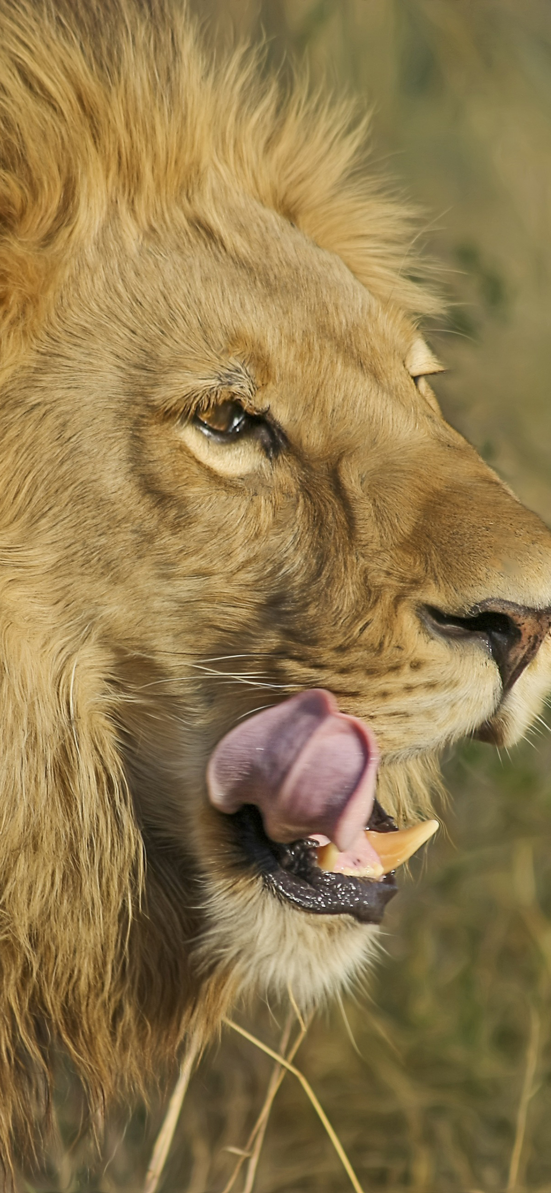[2436×1125]狮子 野兽 猛兽 凶猛 森林之王 苹果手机壁纸图片