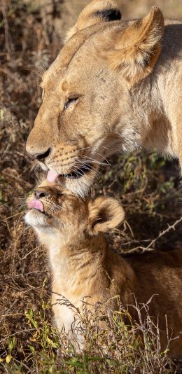 [2436x1125]狮子 野外 亲子 互动 苹果手机壁纸图片