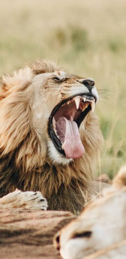 [2436x1125]狮子 野外 凶猛 尖牙 苹果手机壁纸图片