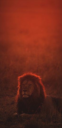[2436x1125]狮子 野外 夕阳 猛兽 苹果手机壁纸图片