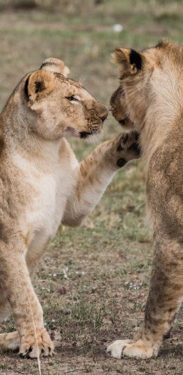[2436x1125]狮子 野外 嬉戏  群居 苹果手机壁纸图片