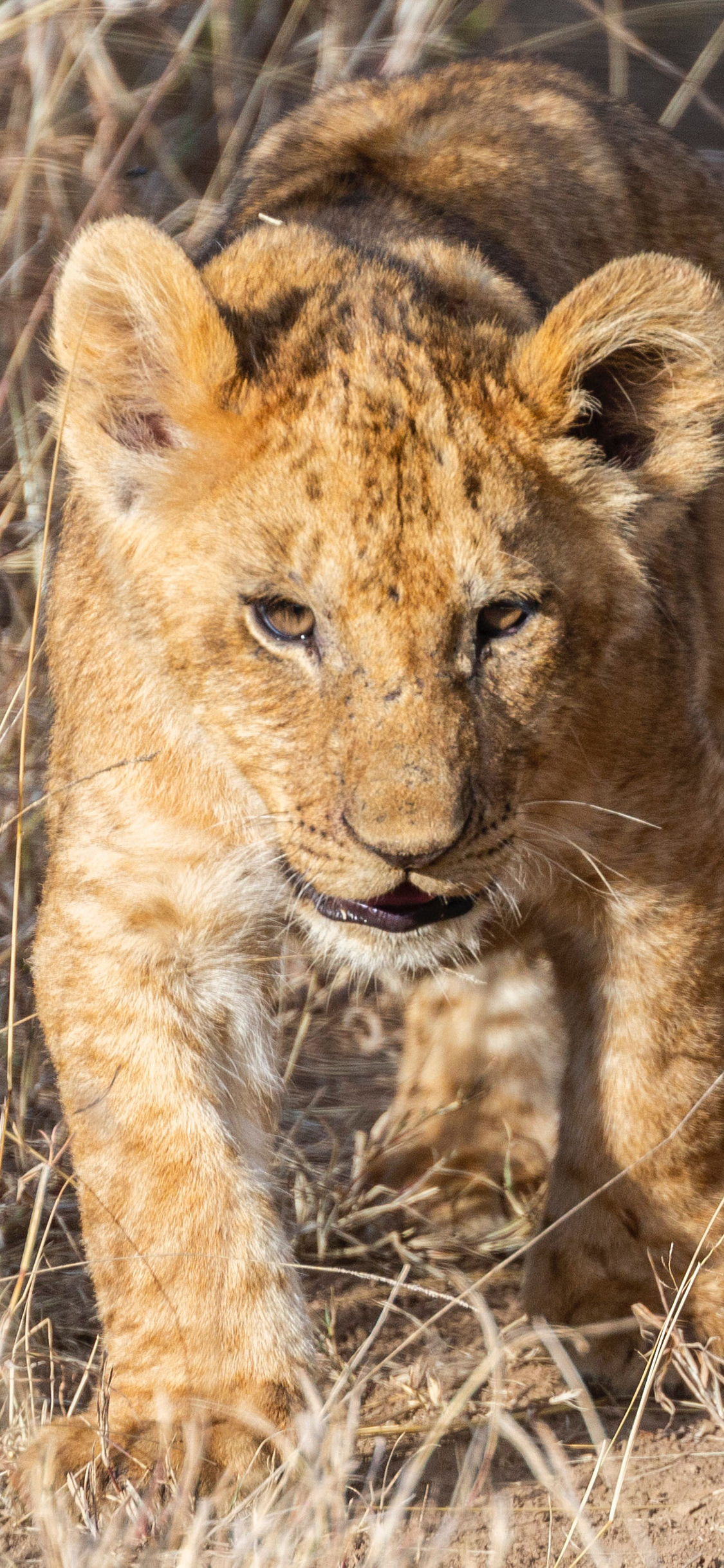 [2436×1125]狮子 野外 幼仔 枯草 苹果手机壁纸图片