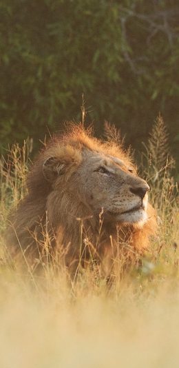 [2436x1125]狮子 野外 户外 草地 苹果手机壁纸图片
