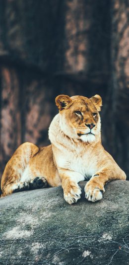 [2436x1125]狮子 野外 石头 注视 苹果手机壁纸图片