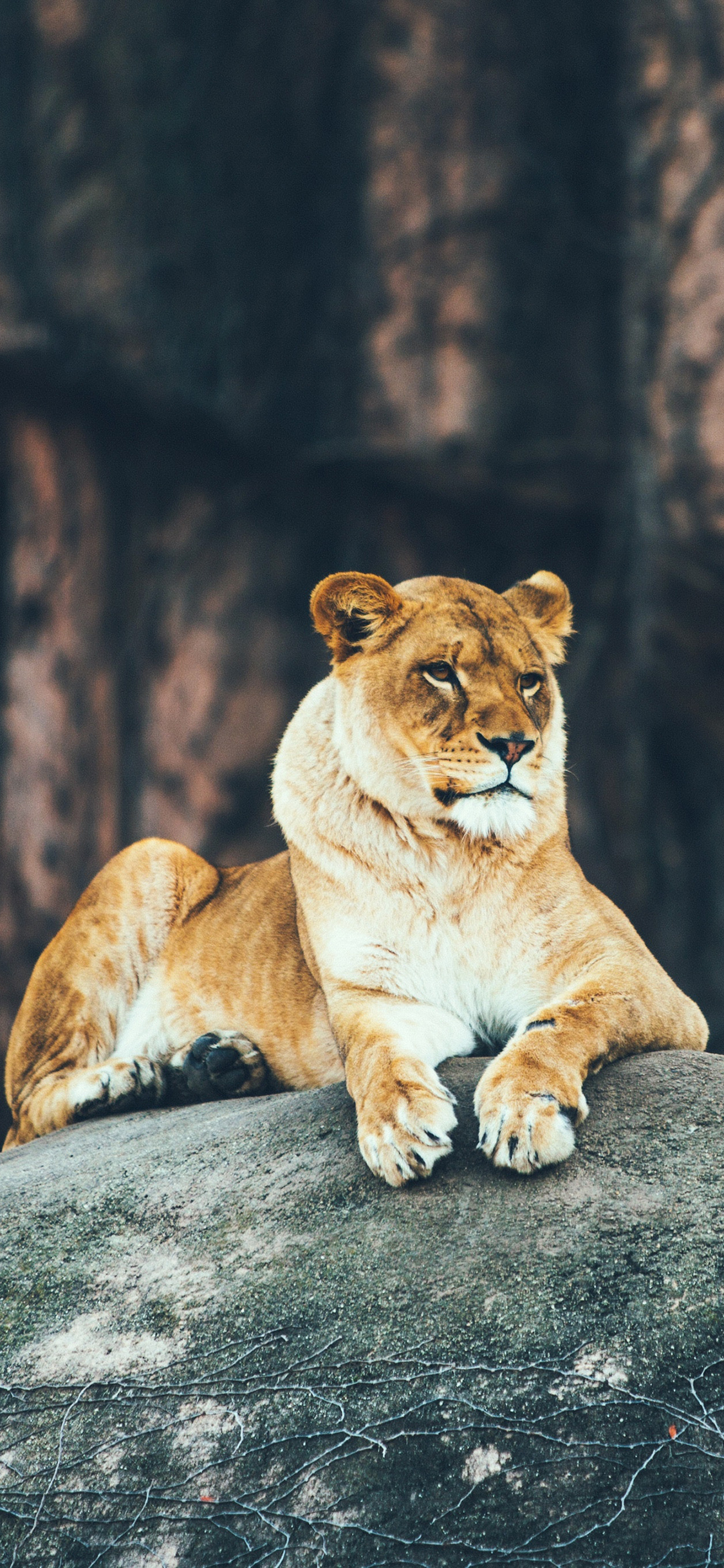 [2436×1125]狮子 野外 石头 注视 苹果手机壁纸图片