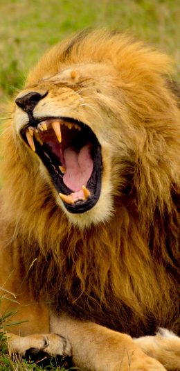 [2436x1125]狮子 雄狮 獠牙 草地 苹果手机壁纸图片