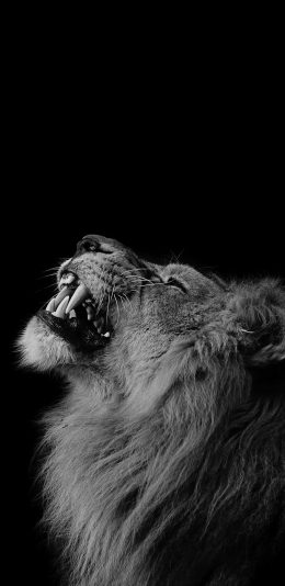 [2436x1125]狮子 黑底 獠牙 皮毛 苹果手机壁纸图片
