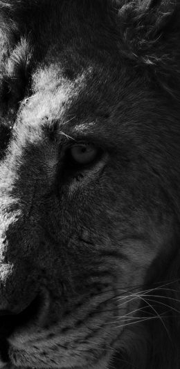 [2436x1125]狮子 黑白 凶猛 猛兽 野兽 森林之王 苹果手机壁纸图片