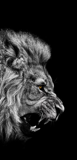 [2436x1125]狮子 黑白 凶猛 獠牙 苹果手机壁纸图片
