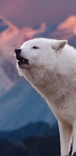 [2436x1125]狼 凶猛 猛兽 雪山 苹果手机壁纸图片