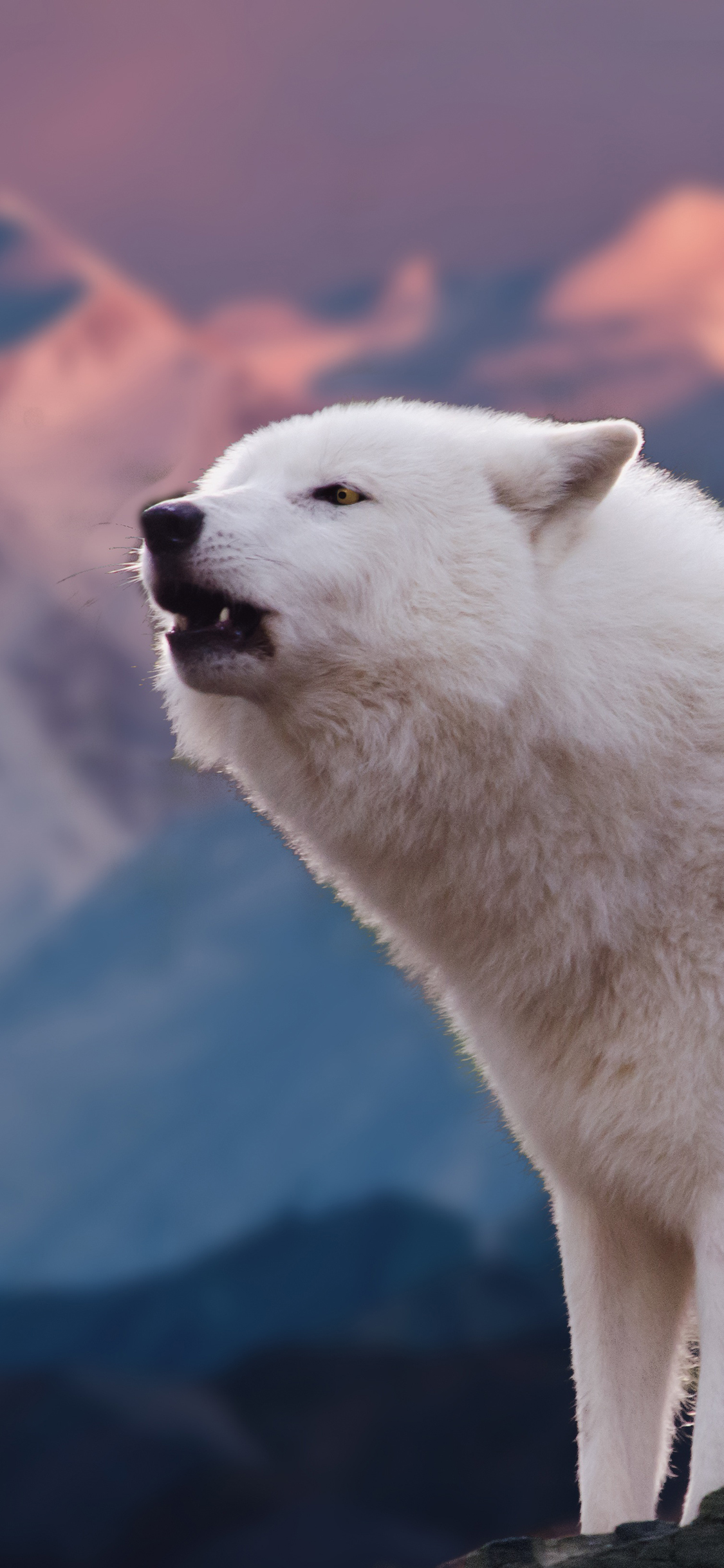 [2436×1125]狼 凶猛 猛兽 雪山 苹果手机壁纸图片
