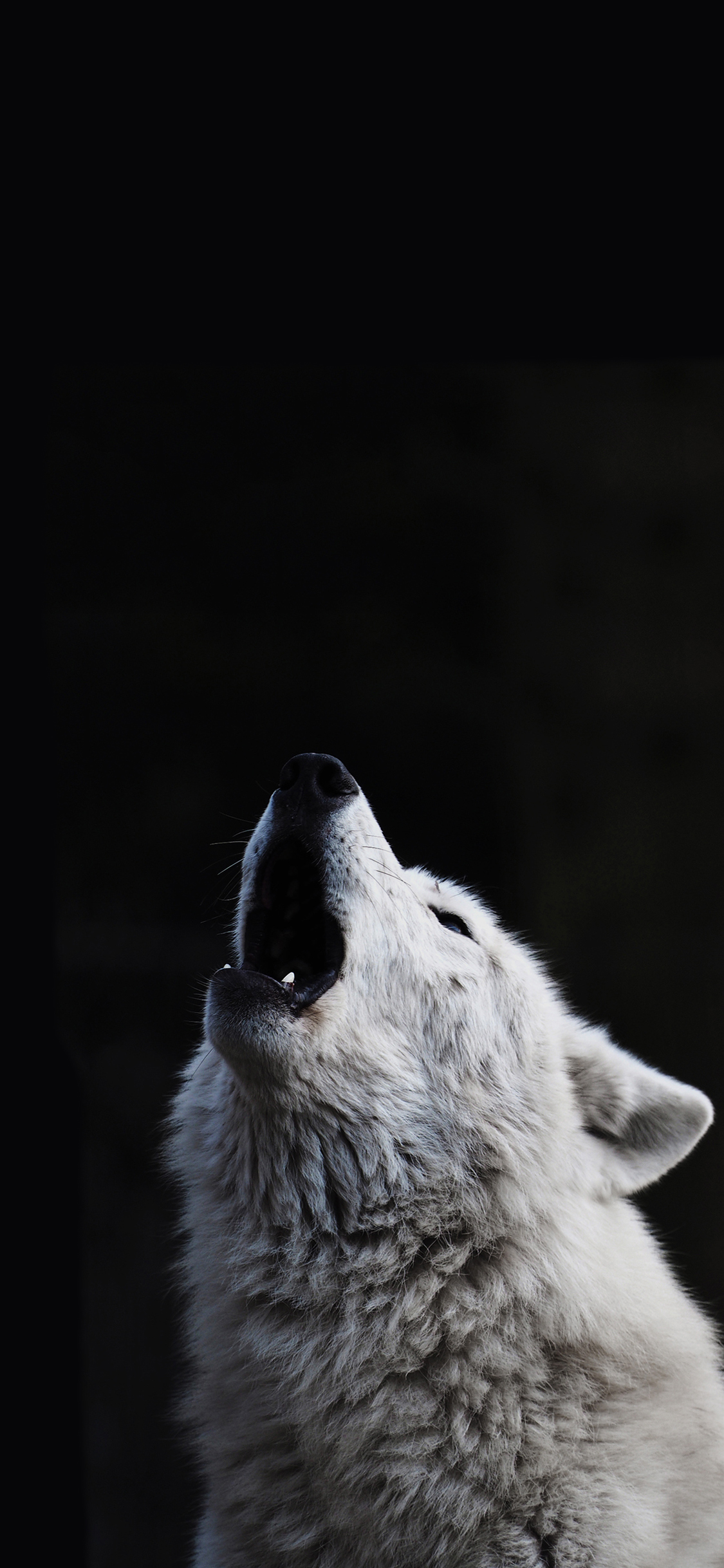 [2436×1125]狼 凶猛 野兽 吼叫 黑白 苹果手机壁纸图片