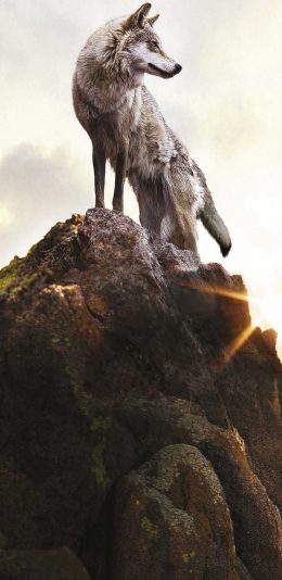 [2436x1125]狼 猛兽 动物 凶猛 猎物 苹果手机壁纸图片