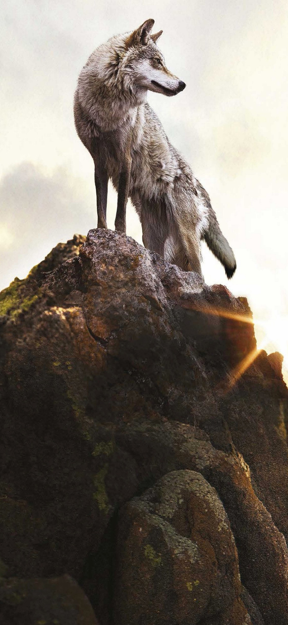 [2436×1125]狼 猛兽 动物 凶猛 猎物 苹果手机壁纸图片