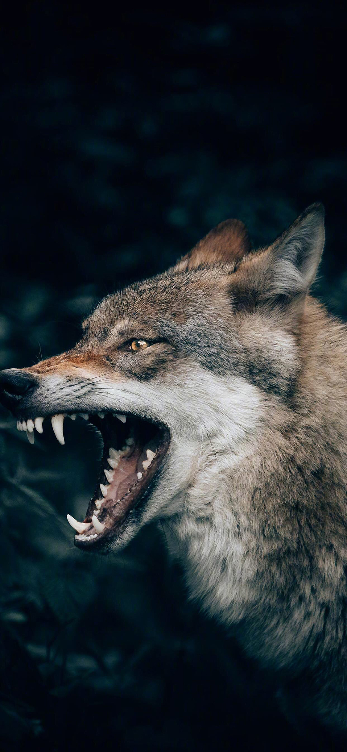[2436×1125]狼 獠牙 猛兽 皮毛 苹果手机壁纸图片