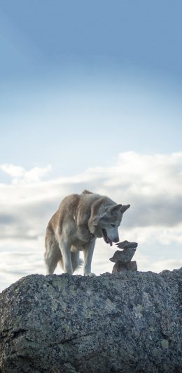[2436x1125]狼 野兽 猛兽 凶猛 石头 苹果手机壁纸图片