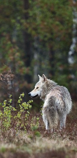 [2436x1125]狼 野外 凶猛 背影 苹果手机壁纸图片