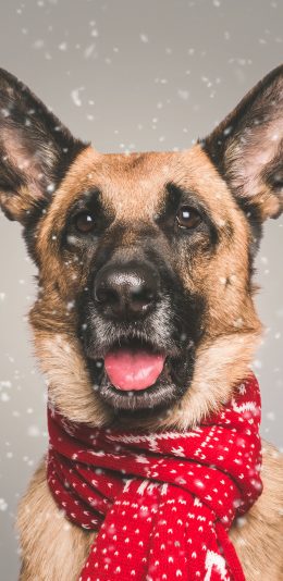 [2436x1125]狼犬 围巾 宠物狗 竖耳 苹果手机壁纸图片