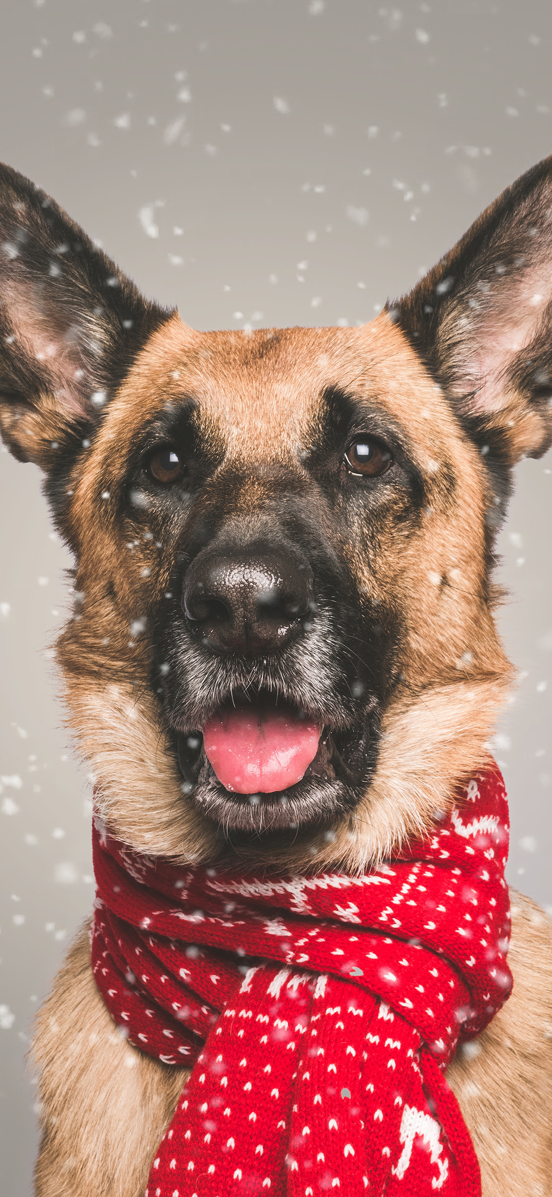[2436×1125]狼犬 围巾 宠物狗 竖耳 苹果手机壁纸图片