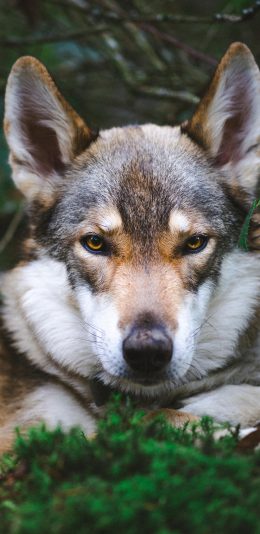 [2436x1125]狼犬 宠物 户外 枝叶 苹果手机壁纸图片