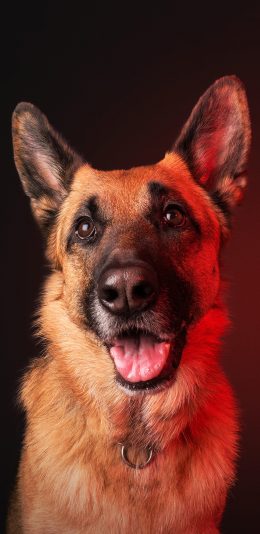 [2436x1125]狼犬 宠物狗 帅气 竖耳 牧羊犬 苹果手机壁纸图片
