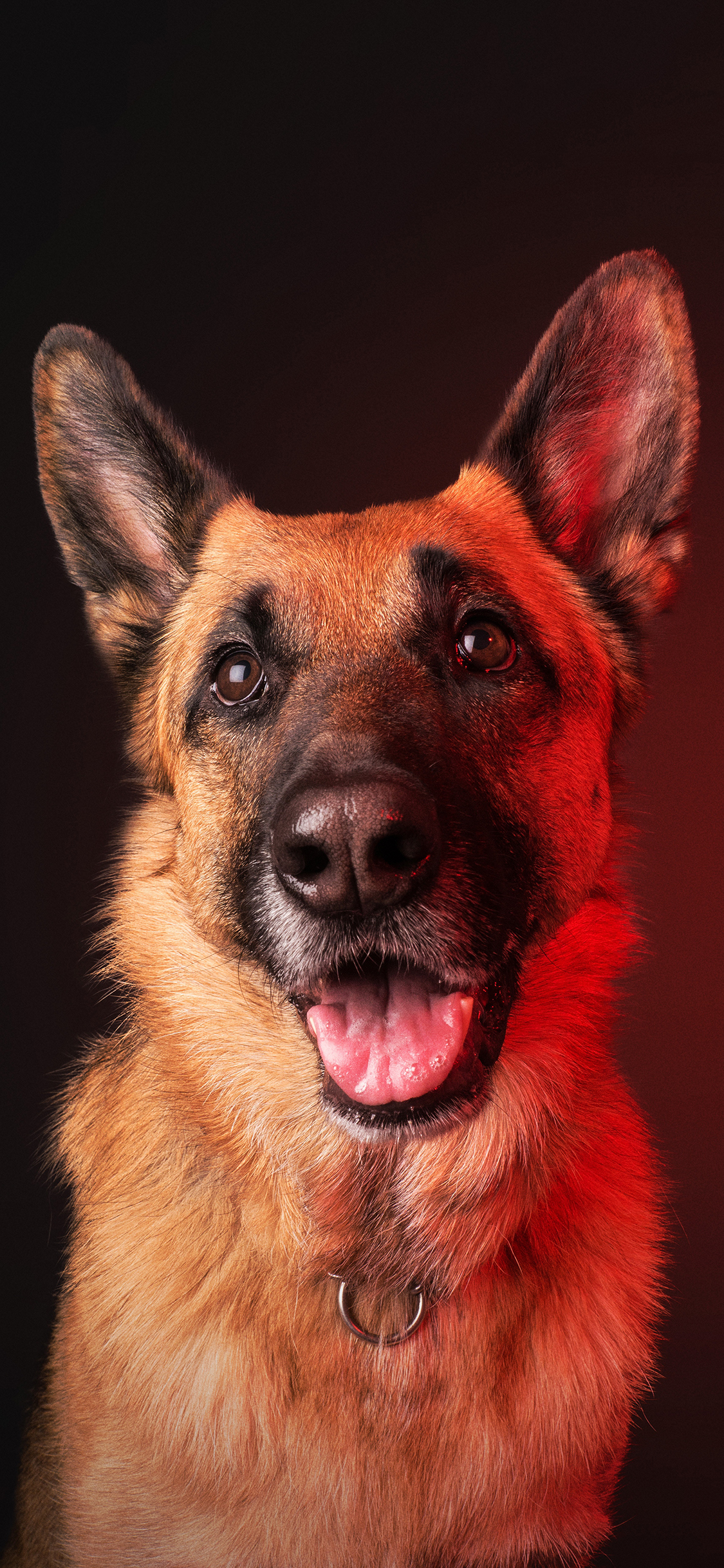 [2436×1125]狼犬 宠物狗 帅气 竖耳 牧羊犬 苹果手机壁纸图片